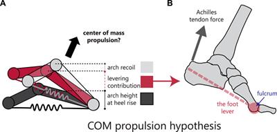 Mobility of the human foot’s medial arch helps enable upright bipedal locomotion